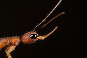 Jerdon’s jumping ant (Harpegnathos saltator)
